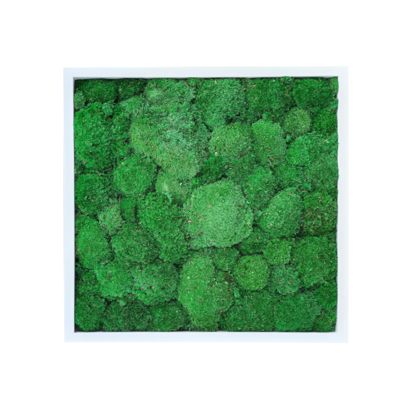 Dark Green Pillow /Bun Moss Picture 50x50 In White Frame